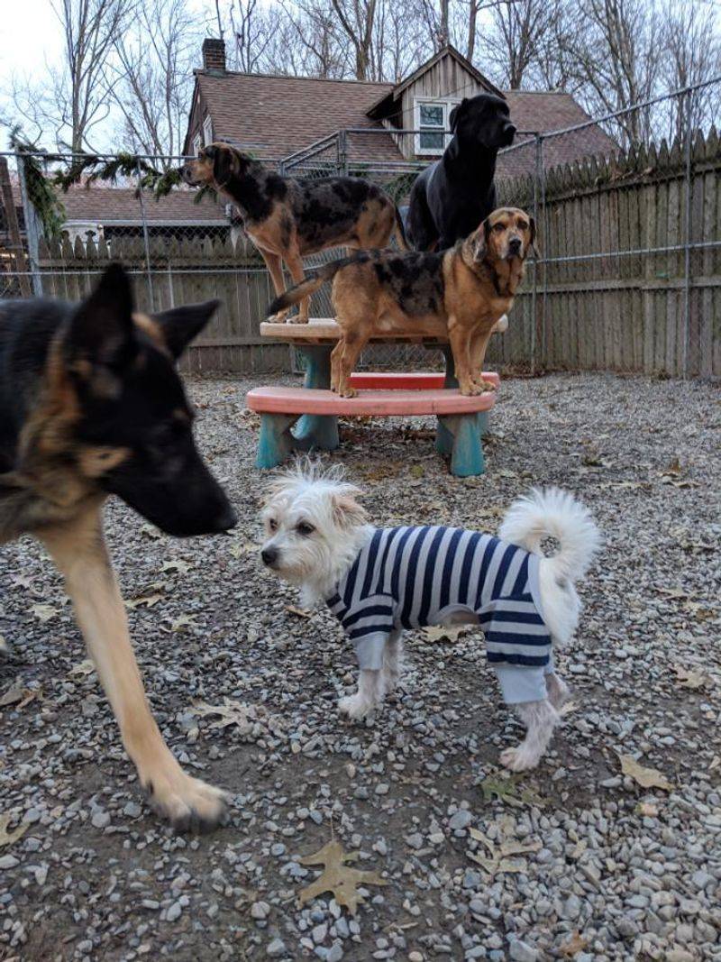 Tarheel Total Pet Care Tarheel Total Pet Care
