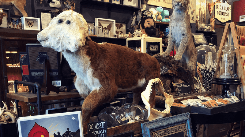 Taxidermy, Specimens, And The Beautifully Bizarre Taxidermy, Specimens, And The Beautifully Bizarre