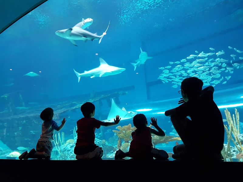 Texas State Aquarium (Corpus Christi)