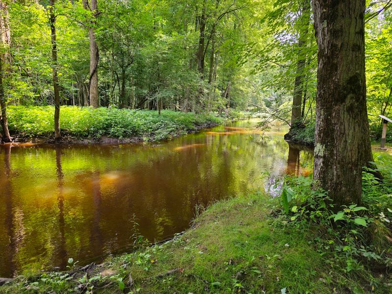 The 1.2-Mile Forest Trail That Surprises at Every Turn