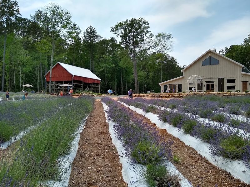 The 60 Acres That Feel Like Provence The 60 Acres That Feel Like Provence