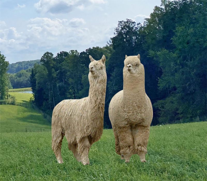 The Alpacas of Spring Acres (Zanesville, OH) The Alpacas of Spring Acres (Zanesville, OH)
