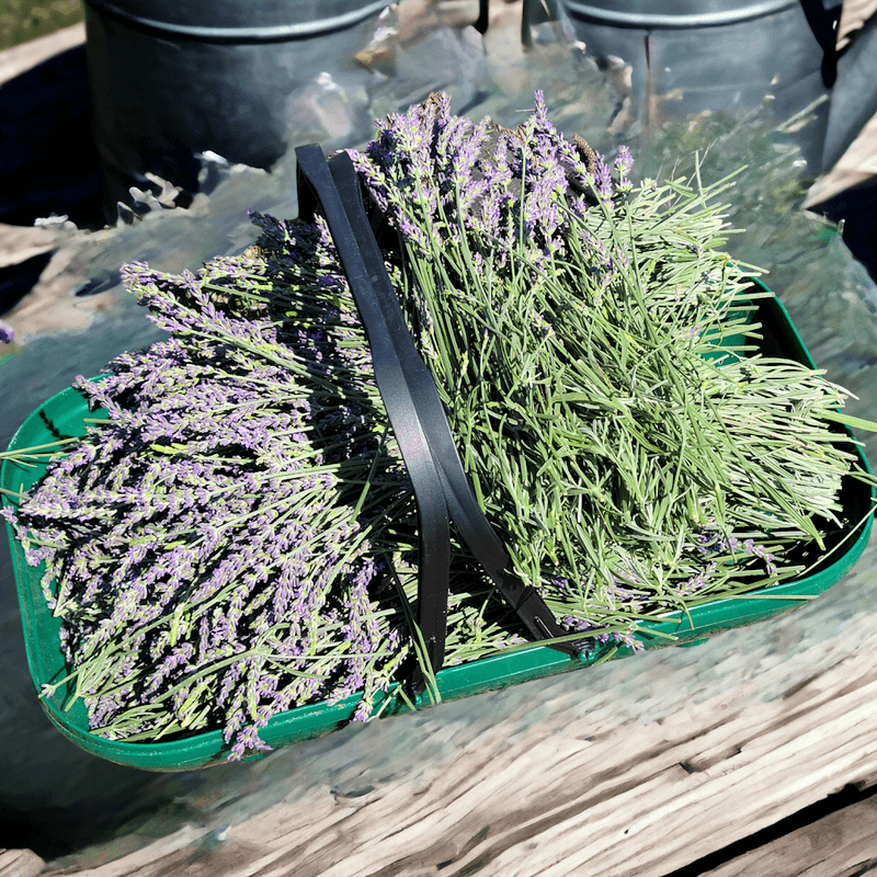 The Best Time to See the Lavender in Full Color The Best Time to See the Lavender in Full Color