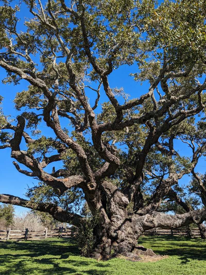 The Big Tree: A Thousand-Year-Old Texas Legend