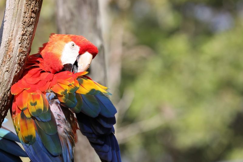 The Bird Variety Is The Real Showstopper The Bird Variety Is The Real Showstopper