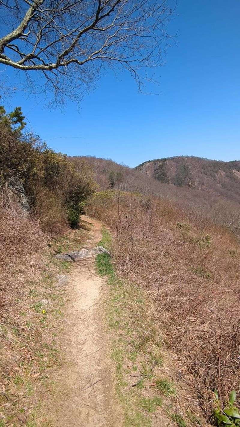 The Bluff Trail in Bloom