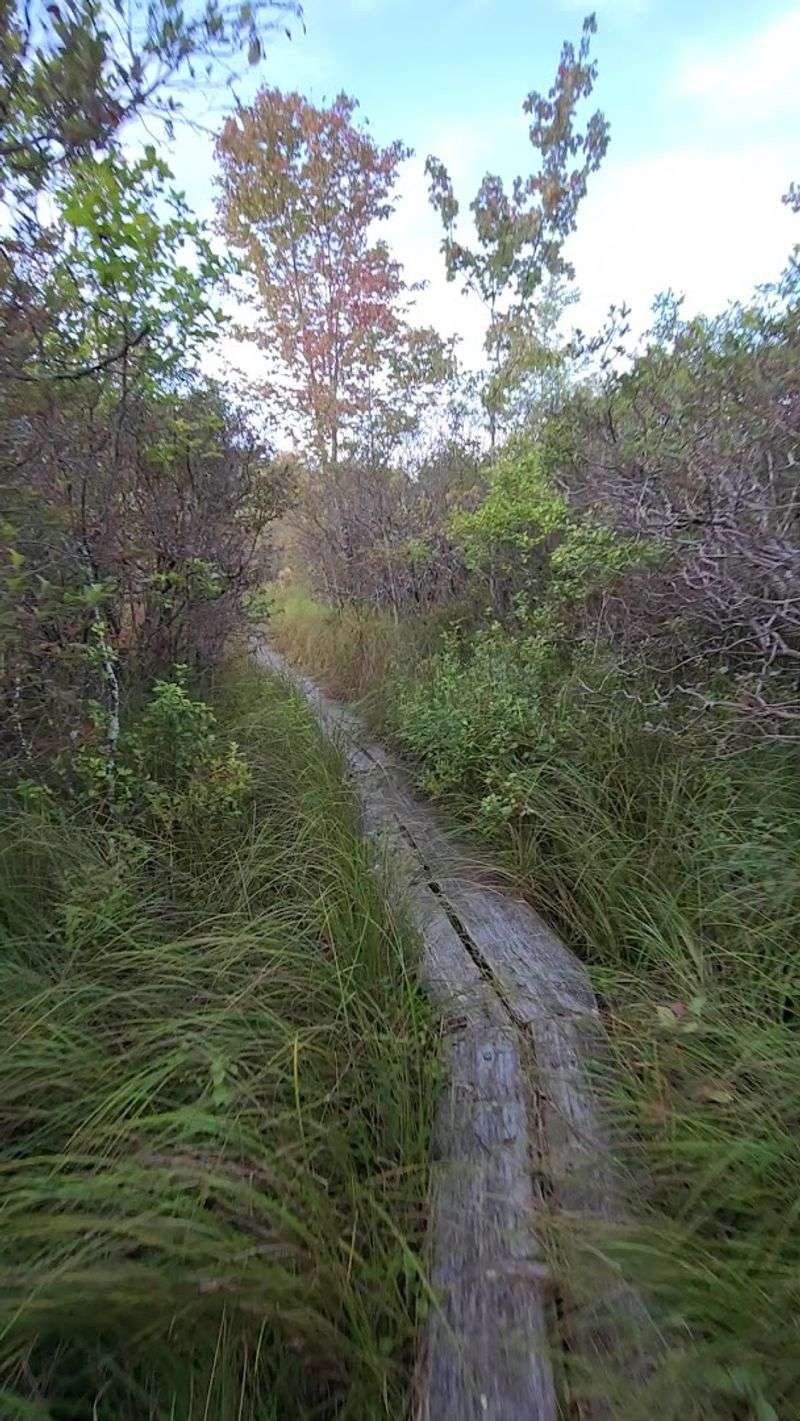 The Boardwalk Through Glacial Wetlands The Boardwalk Through Glacial Wetlands