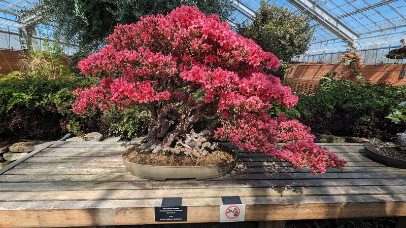 The Bonsai Collection That Stops People in Their Tracks