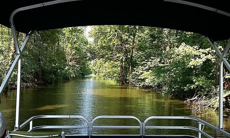 The Calm Cruise Reveals Reelfoot Lake's Wild Side