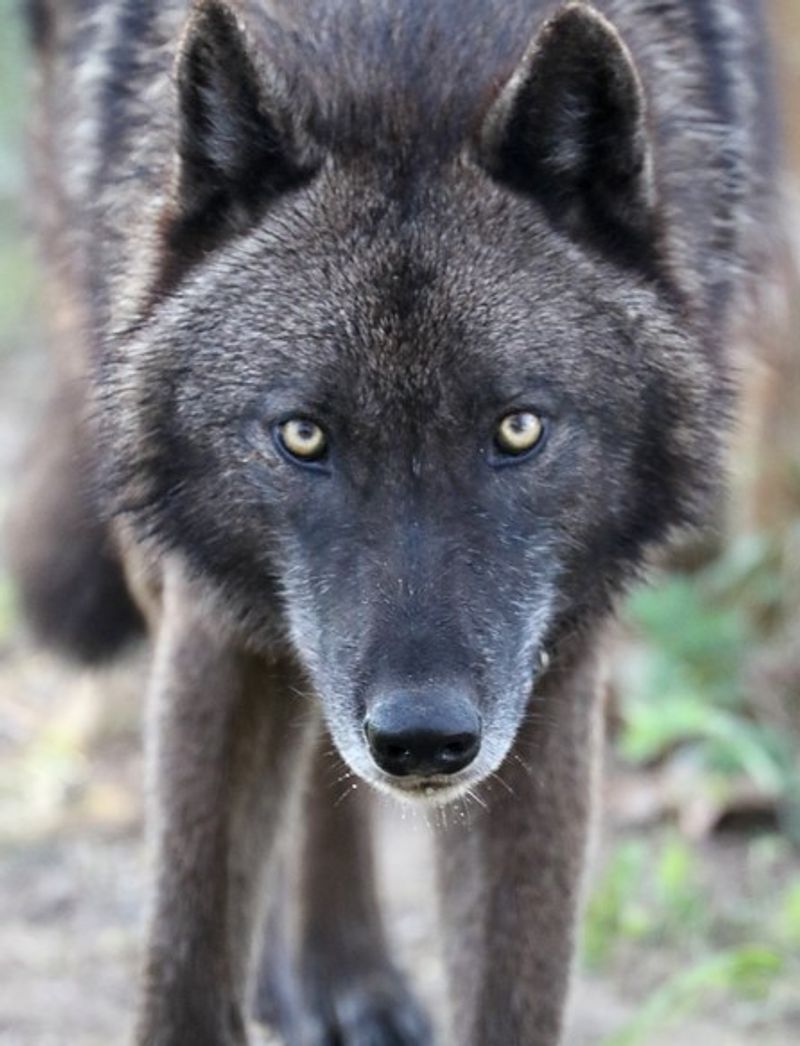 The Difference Between Wolves and Wolfdogs The Difference Between Wolves and Wolfdogs