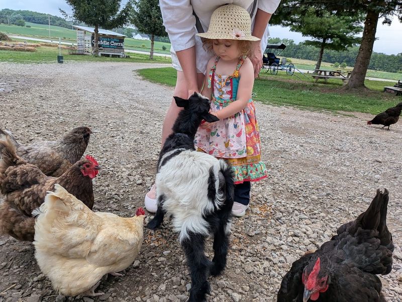 The Farm's Rescue Mission and the People Behind Asam Acres The Farm's Rescue Mission and the People Behind Asam Acres