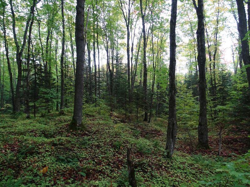 The Forest Surrounding the Falls Is Half the Experience The Forest Surrounding the Falls Is Half the Experience