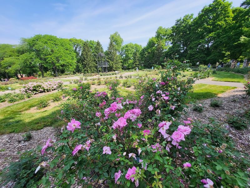 The Formal Rose Garden Is The Star Attraction