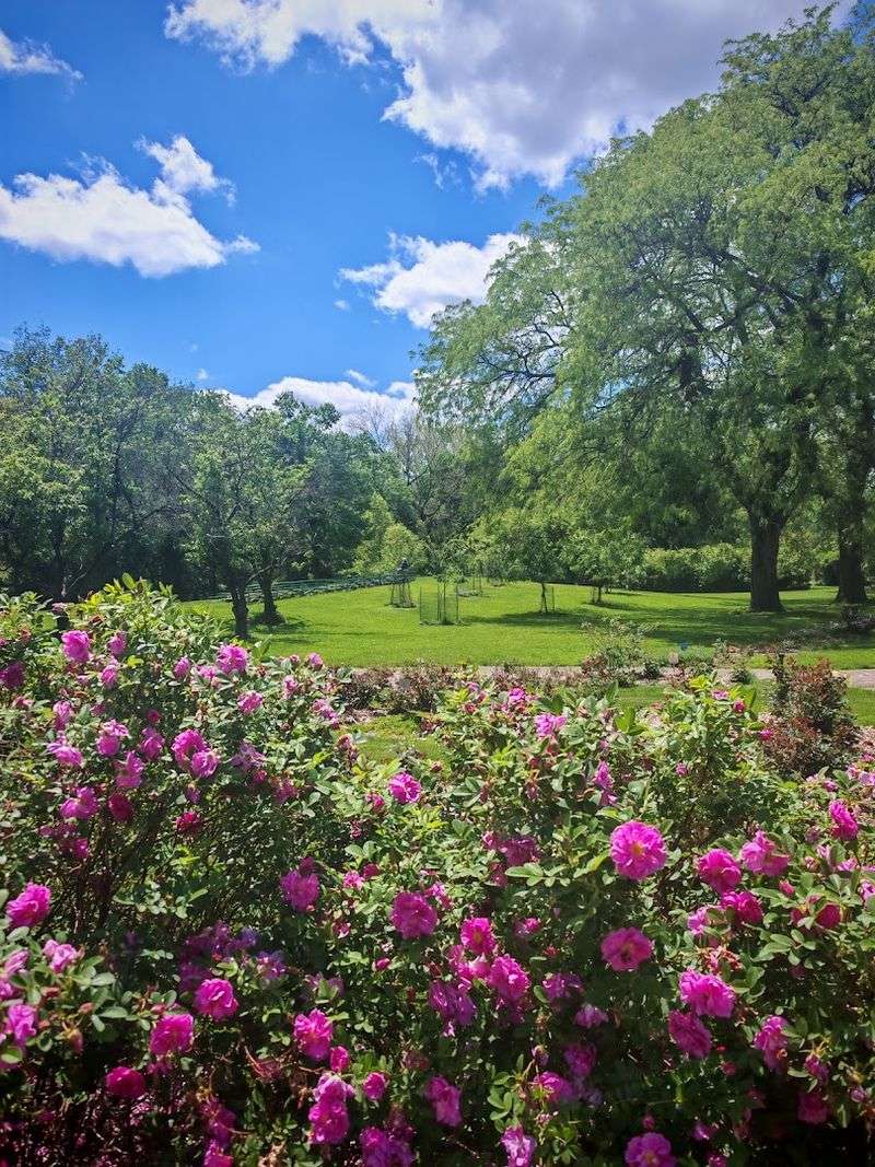 The Heritage Roses Add Character And History