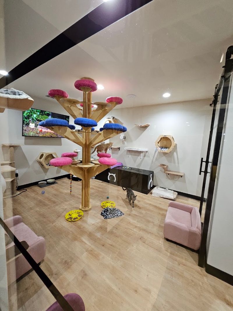 The Kitten Room Will Melt Your Heart