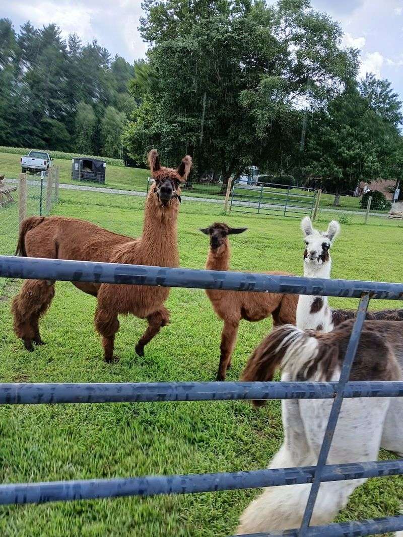 The Llamas and Alpacas Are the Real Stars The Llamas and Alpacas Are the Real Stars