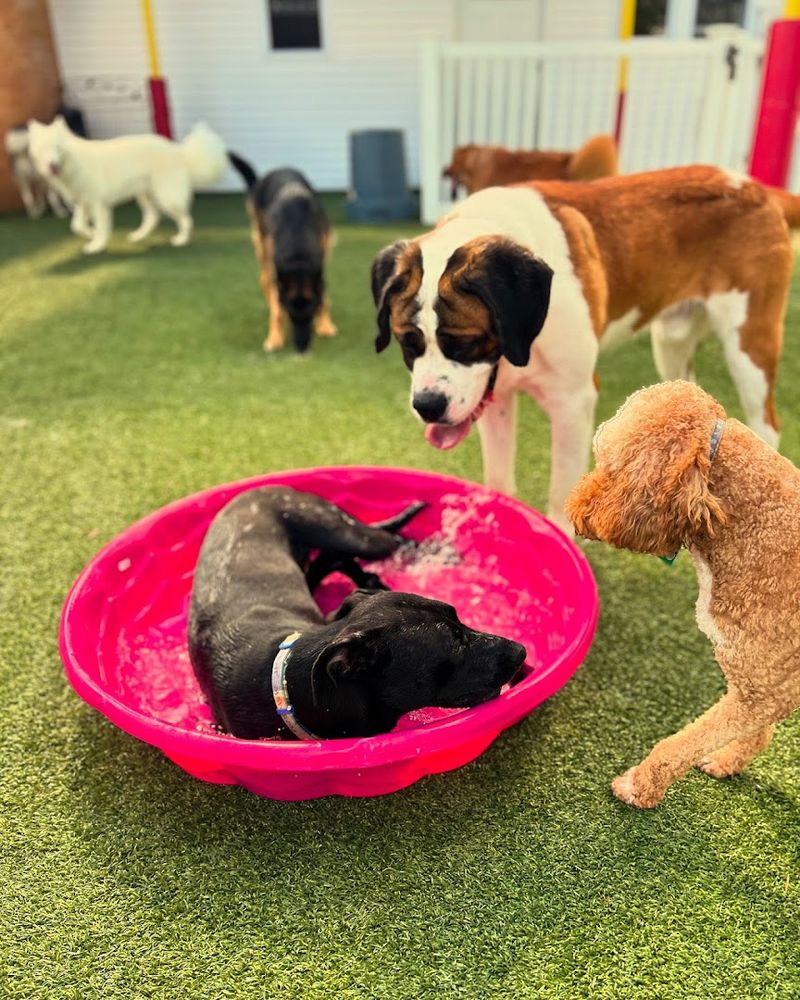 The Madison Dog Resort & Spa The Madison Dog Resort & Spa