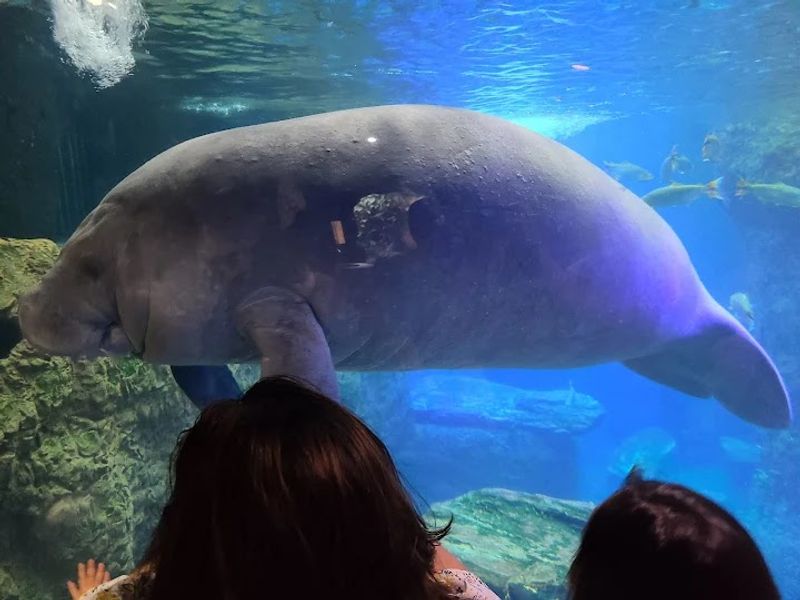 The Manatee Exhibit Showcases Gentle Giants Up Close The Manatee Exhibit Showcases Gentle Giants Up Close
