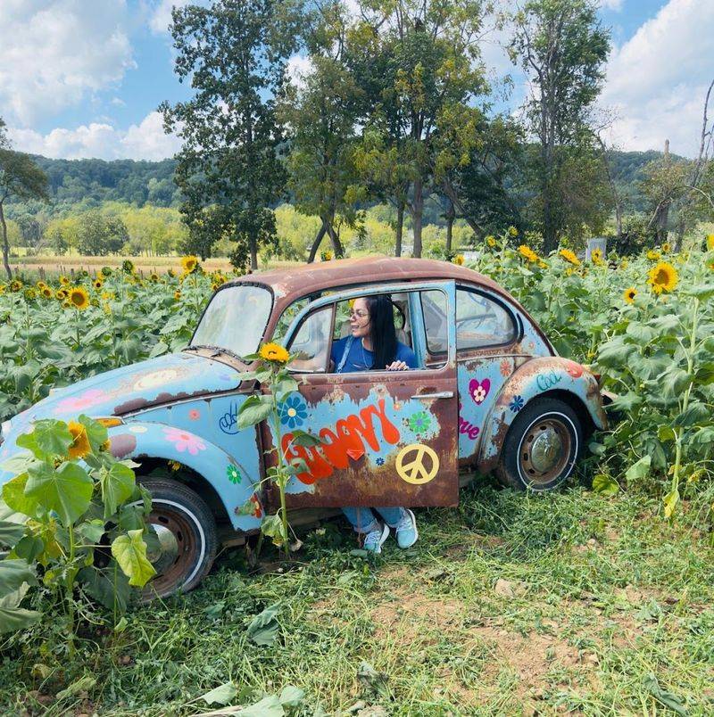 The New Jersey Sunflower Trail Winds Through More Than 100,000 Blooms