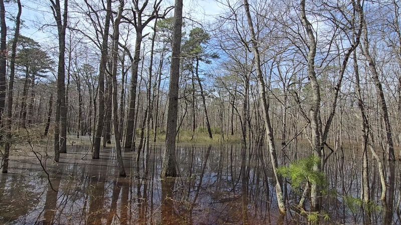 The Pine Barrens Preserve Protecting Nearly Two Thousand Acres of Wild Habitat The Pine Barrens Preserve Protecting Nearly Two Thousand Acres of Wild Habitat