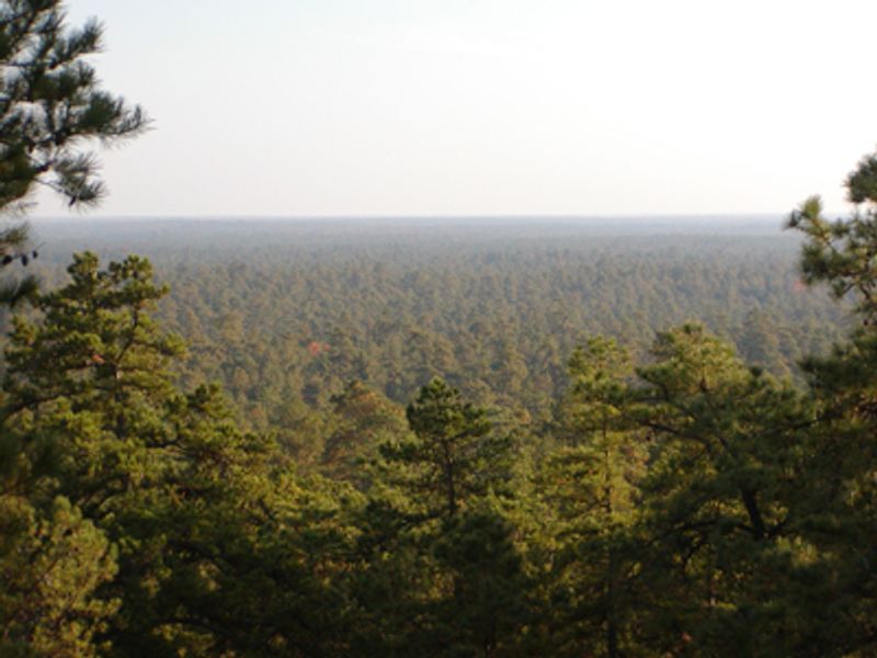 The Pine Barrens and Pygmy Forest - Burlington and Ocean Counties The Pine Barrens and Pygmy Forest - Burlington and Ocean Counties
