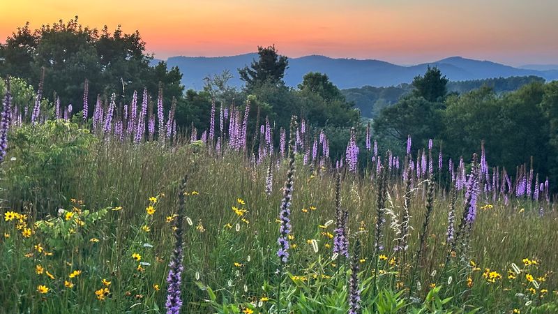 The Purple Peak of Liatris Season