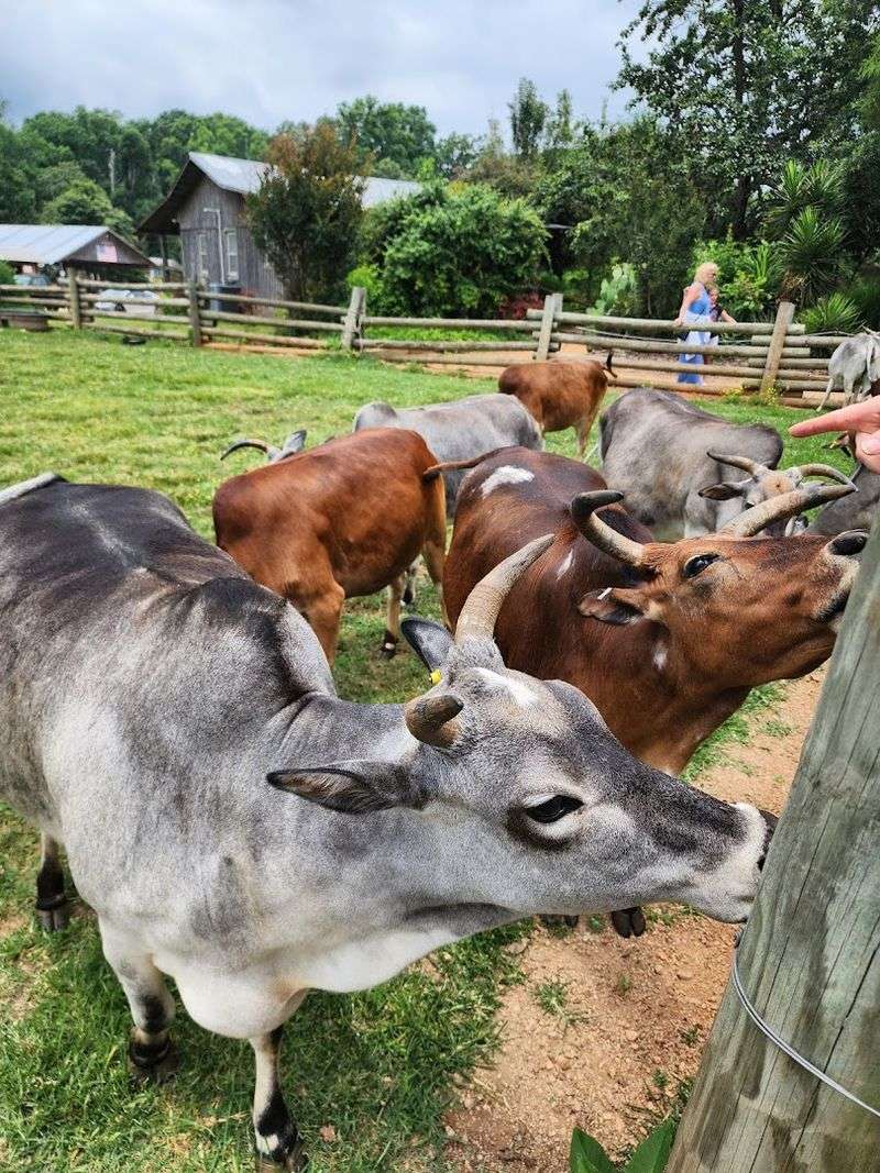 The Ranch Balances Exotic Wildlife and Familiar Farm Favorites