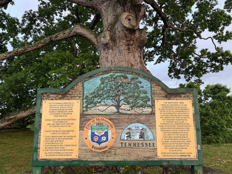 The Remarkable History Hidden Beneath Its Branches The Remarkable History Hidden Beneath Its Branches
