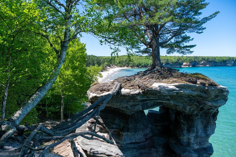 The Tree That Refuses To Let Go