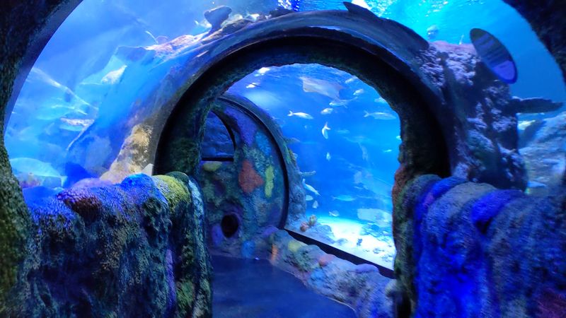 The Walk-Through Underwater Tunnel That Changes Everything The Walk-Through Underwater Tunnel That Changes Everything