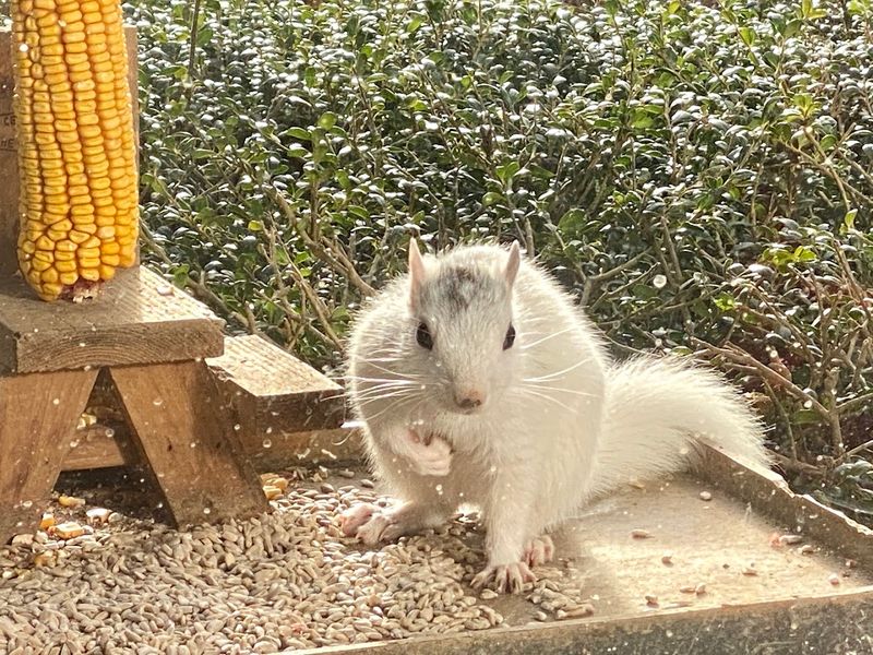 The White Squirrel Festival Turns Local Pride Into a Party The White Squirrel Festival Turns Local Pride Into a Party