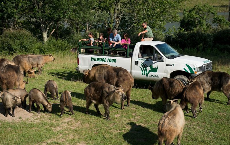The Wilds