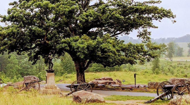The Witness Tree, Markers, and Quiet Reminders