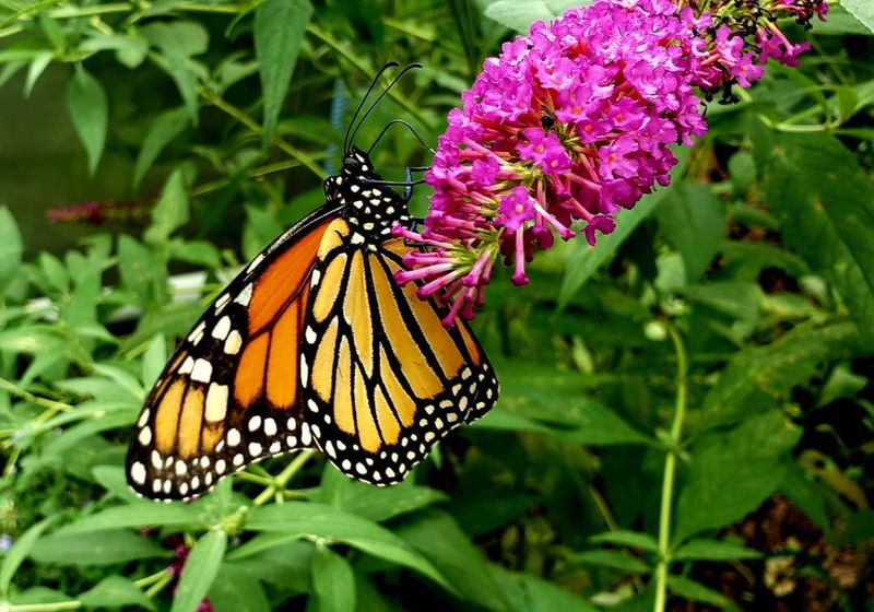 The butterfly house is still the star attraction
