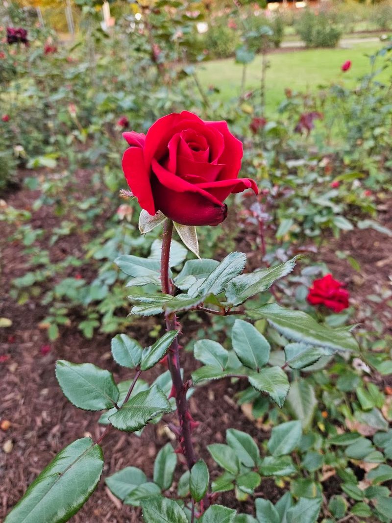 The famous rose displays are the star of the visit