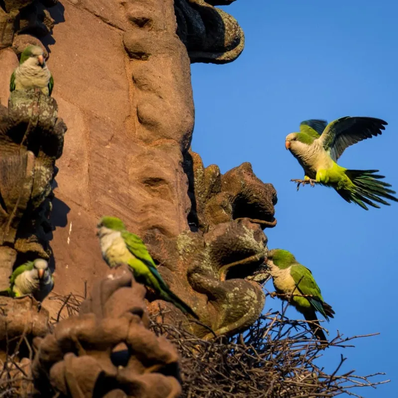 The famous wild parrots
