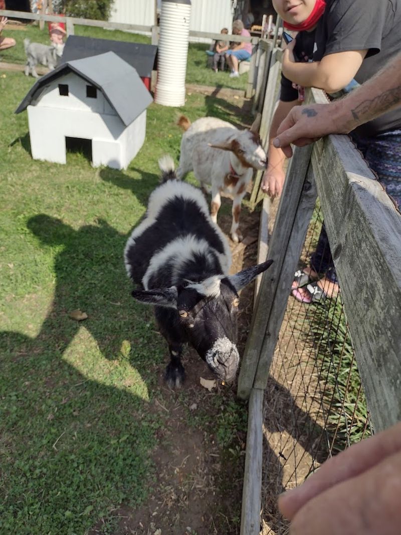 The farm side offers a calmer kind of fun