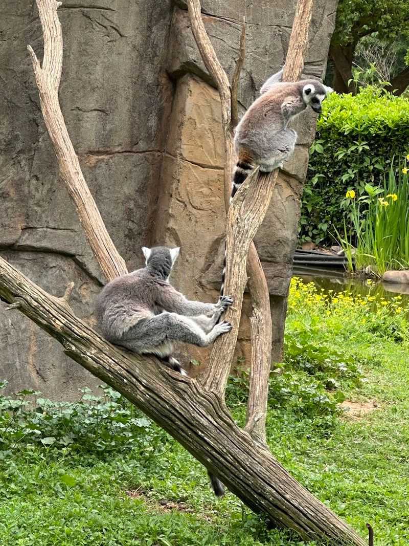 There Is More to Do Than Just the Safari Loop