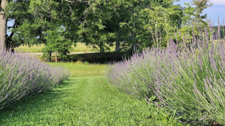 This Dreamy Tennessee Lavender Farm Feels Like a Peaceful European Escape