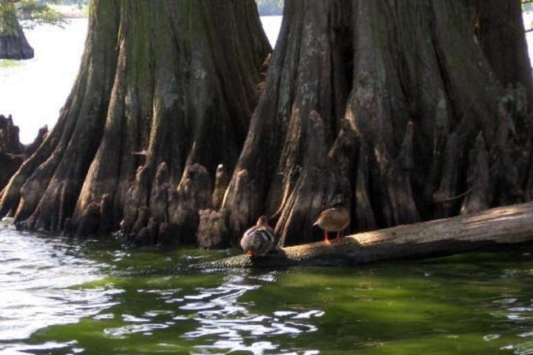 This Peaceful Tennessee Boat Tour Feels Like A Journey Into Another World