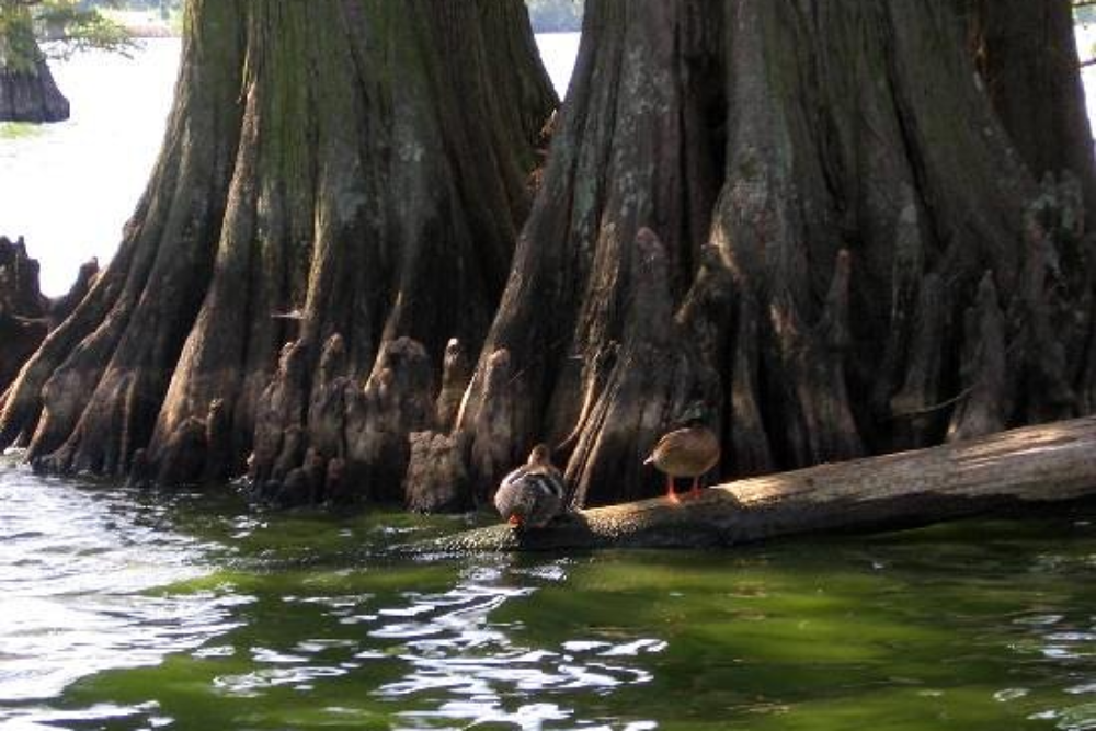 This Peaceful Tennessee Boat Tour Feels Like A Journey Into Another World