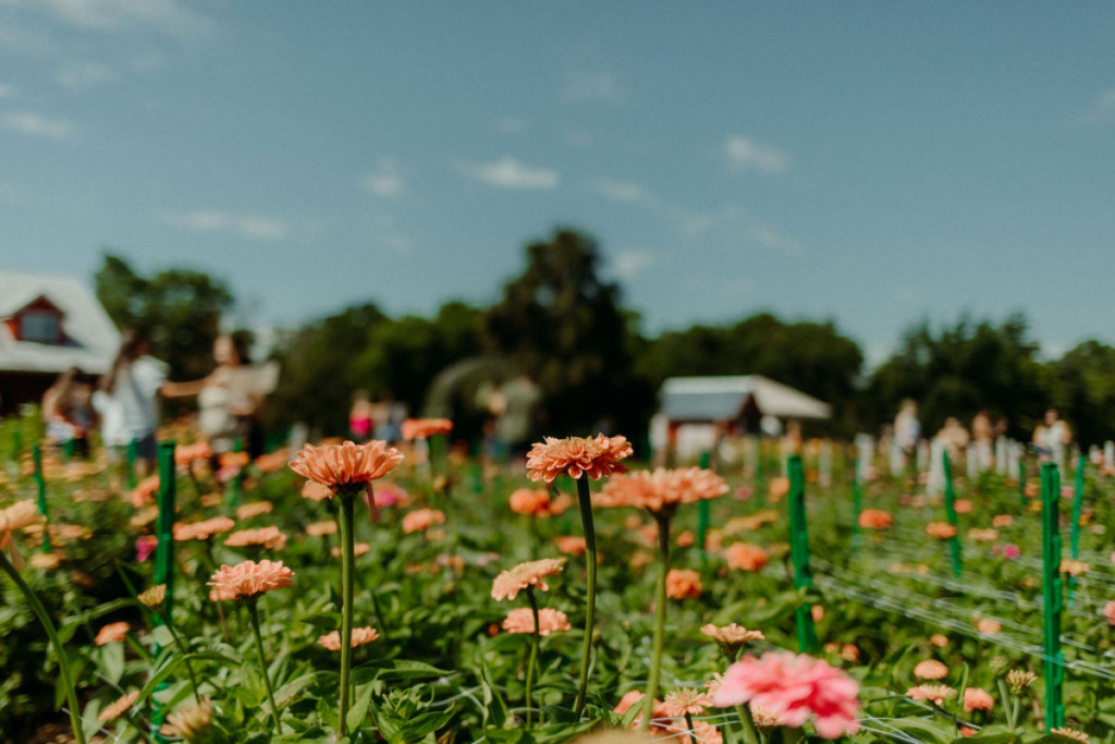 This Peaceful Tennessee Farm Feels Like A Little Slice Of Country Heaven