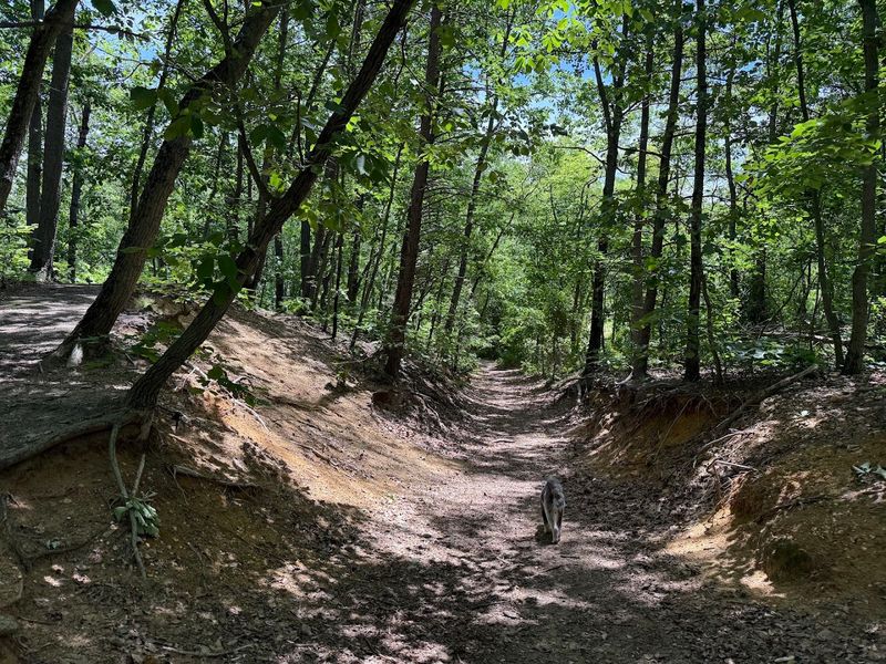 Timber Creek Dog Park — Blackwood