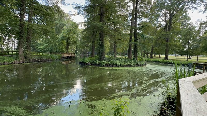 Towering Cypress Trees Make The Water Feel Almost Otherworldly
