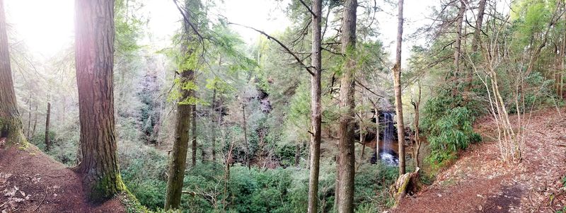 Towering Trees Keep The Walk Cool And Peaceful