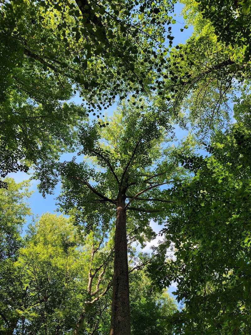 Towering Tulip Trees and More Than 40 Tree Species Fill the Forest Towering Tulip Trees and More Than 40 Tree Species Fill the Forest