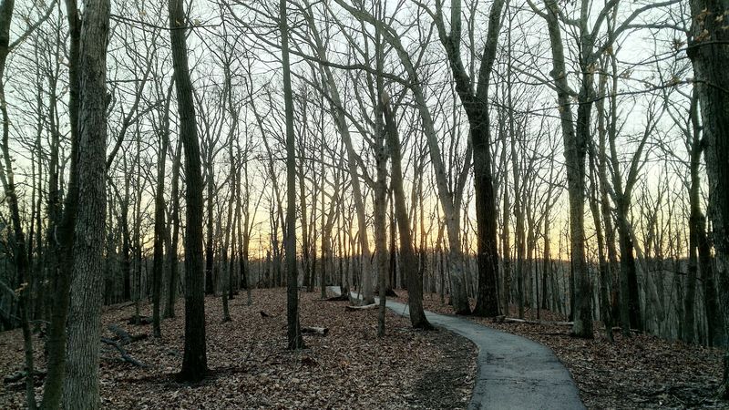 Trail Among The Trees (Wildwood) Trail Among The Trees (Wildwood)