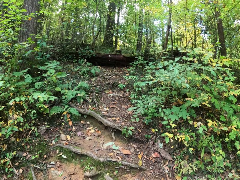 Trillium Gap Trail — Gatlinburg Trillium Gap Trail — Gatlinburg