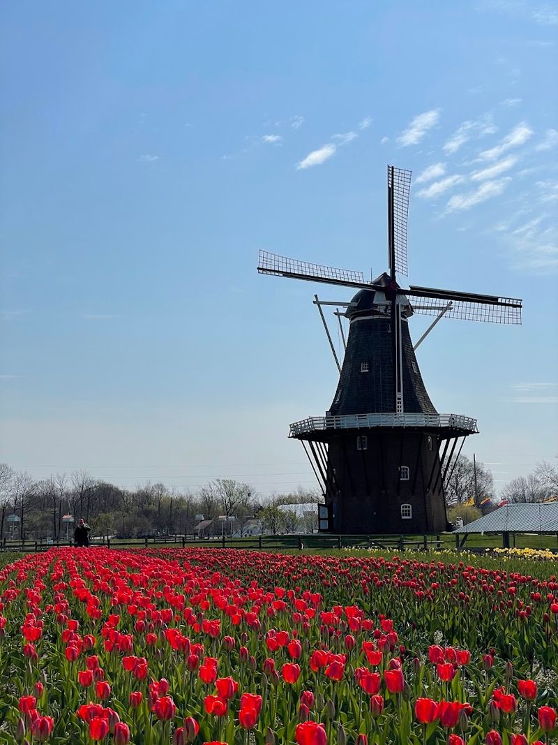 Tulip Fields That Turn the Grounds Into a Color Explosion Tulip Fields That Turn the Grounds Into a Color Explosion