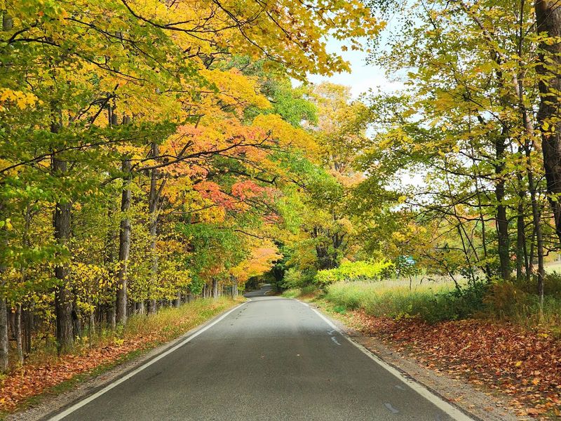 Tunnel of Trees Scenic Heritage Route on M-119